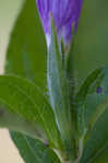 Limestone wild petunia